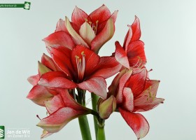 Amaryllis Stardust (2)