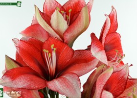 Amaryllis Stardust (3)