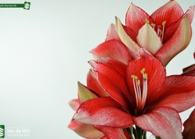 Amaryllis Stardust (4)