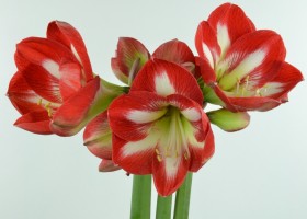 Amaryllis Stargazer (1)