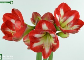 Amaryllis Stargazer (2)