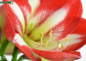 Amaryllis Stargazer (3)
