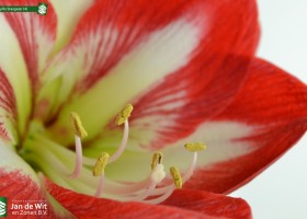 Amaryllis Stargazer (4)