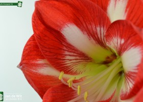 Amaryllis Stargazer (5)