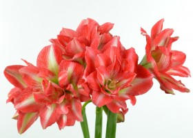 Amaryllis Sunny Nymph (1)