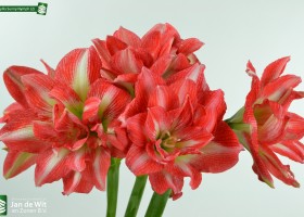 Amaryllis Sunny Nymph (2)