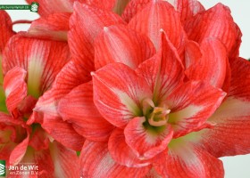 Amaryllis Sunny Nymph (3)