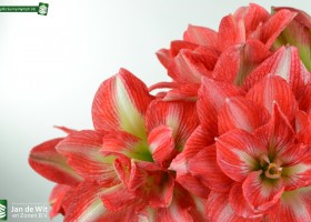 Amaryllis Sunny Nymph (4)