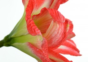 Amaryllis Sunny Nymph (5)