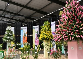 Dutch Lily Days 2025