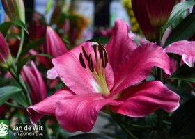 DLD 03 Lilium Corvette