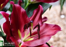 DLD 04 Lilium Lovestone