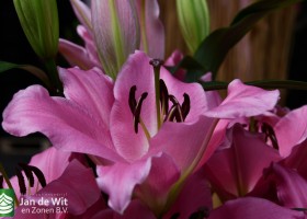 DLD 06 Lilium Silverstone 