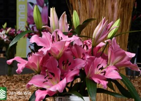 DLD 07 Lilium Silverstone