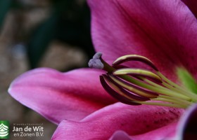 DLD 08 Lilium Strong Love