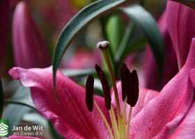 DLD 09 Lilium Veneto