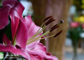 DLD 10 Lilium Edessa