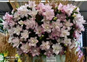 DLD 13 Lilium Double Diamond