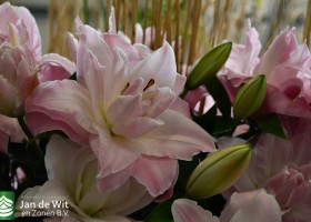 DLD 14 Lilium Double Diamond 