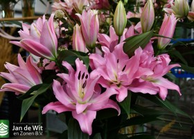 DLD 15 Lilium QM 20-6030