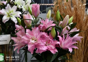 DLD 16.1 Lilium San Ciro