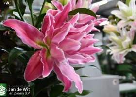 DLD 17 Lilium Bangalore