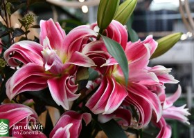 DLD 18 Lilium Carifea 