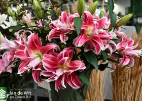 DLD 19 Lilium Carifea