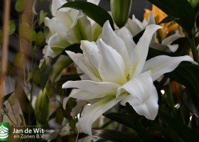 DLD 21 Lilium Blizzard