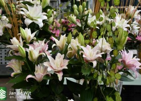 DLD 22 Lilium Lomo Linda