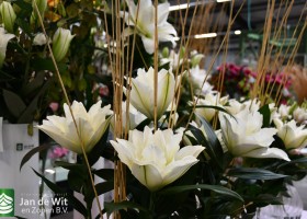DLD 23 Lilium Nicoya (1)