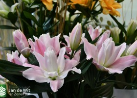 DLD 24 Lilium Yorktown