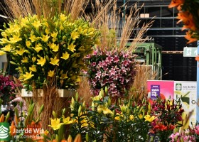 Dutch Lily Days 2026