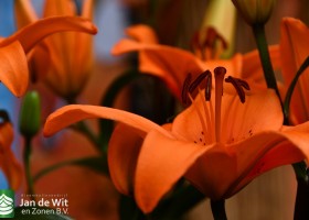 DLD 27 Lilium Tresor
