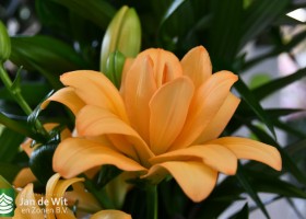 DLD 27.1 Lilium Charming Beauty