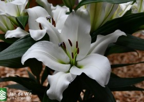 DLD 30 Lilium Embrun
