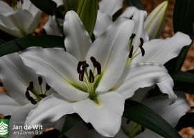 DLD 31 Lilium Fabriano