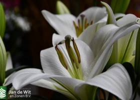DLD 32 Lilium Pristine