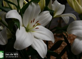 DLD 33 Lilium Sauvignon Blanc