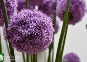 DLD 37 Allium Gladiator