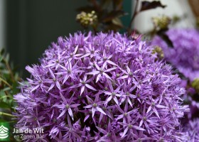 DLD 38 Allium Globemaster