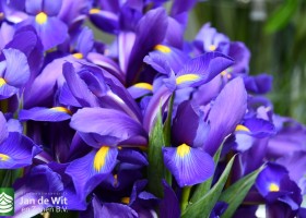 DLD 43 Iris Azer Reve