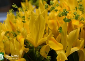 DLD 43 Iris Huangho