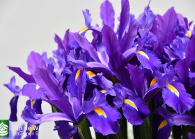 DLD 44 Iris Discovery Purple