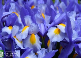 DLD 45 Iris Nofa Blue