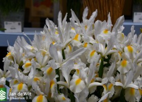 DLD 46 Iris Nofa White