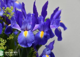DLD 48 Iris Telstar