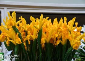 DLD 49 Iris Yellow Pride