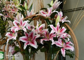 DLD 53 Lilium Frontera