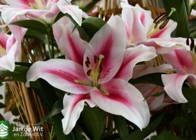 DLD 54 Lilium Frontera 